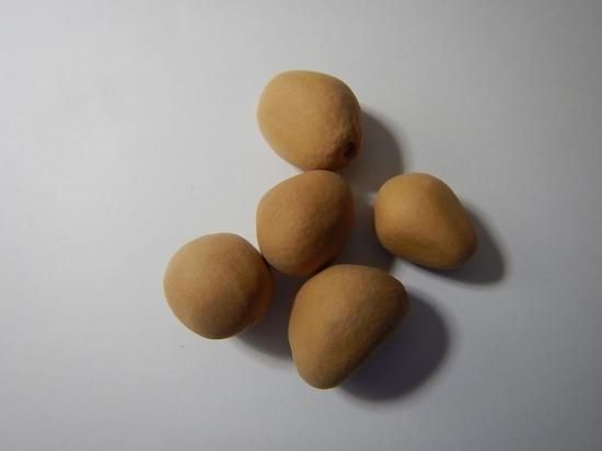 ザミア ディオーンエデュレ 種5個 - 植物と雑貨のセレクト