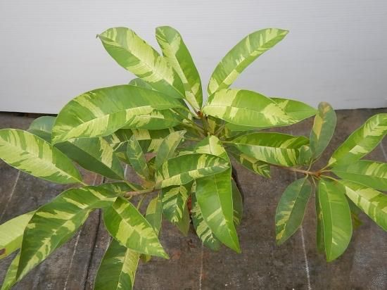 サポジラ 斑入り接木苗 - 植物と雑貨のセレクトショップ・石垣島