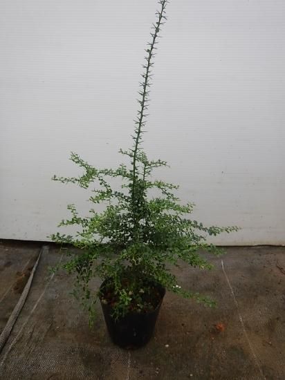 フィンガーライム苗 植物と雑貨のセレクトショップ 石垣島 シャンティ ガーデン フィンガーライム苗 植物と雑貨のセレクトショップ 石垣島 シャンティ ガーデン