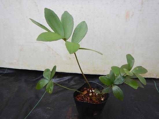 メキシコソテツ ザミア苗 - 植物と雑貨のセレクトショップ・石垣島