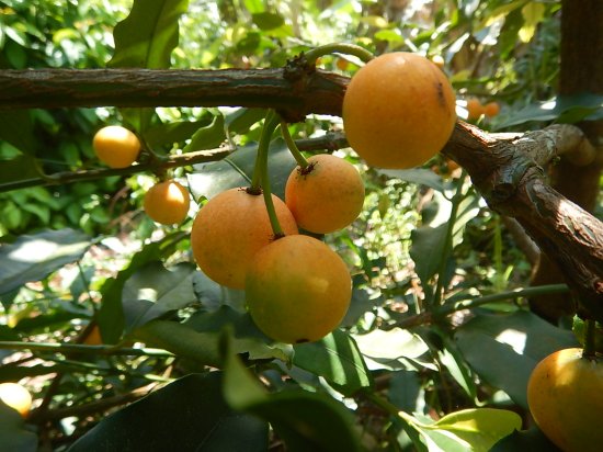 レモンドロップマンゴスチン　苗 - 植物と雑貨のセレクトショップ・石垣島・シャンティ・ガーデン
