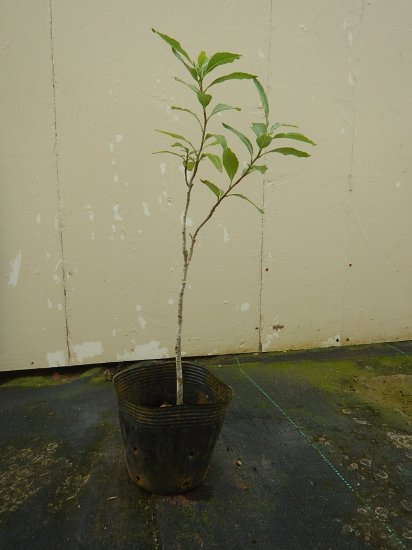 バオバブ苗 Adansonia Fony 植物と雑貨のセレクトショップ 石垣島 シャンティ ガーデン