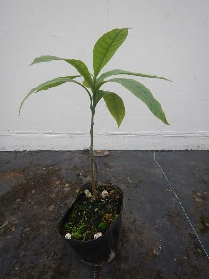 アビウ 苗 - 植物と雑貨のセレクトショップ・石垣島・シャンティ
