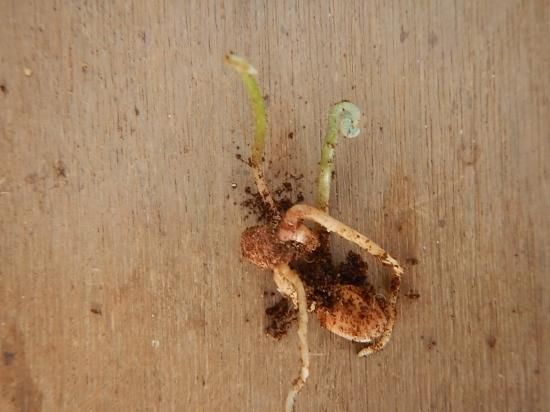 メキシコソテツ発根種 2個 - 植物と雑貨のセレクトショップ