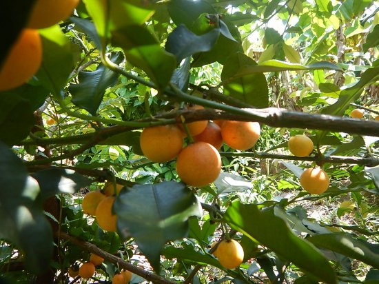 レモンドロップマンゴスチン種3個 - 植物と雑貨のセレクトショップ・石垣島・シャンティ・ガーデン