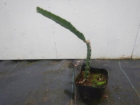 ※アイティー農園出品※ オレンジピタヤ１０株セット オレンジピタヤ 苗 - 植物と雑貨のセレクトショップ・石垣島