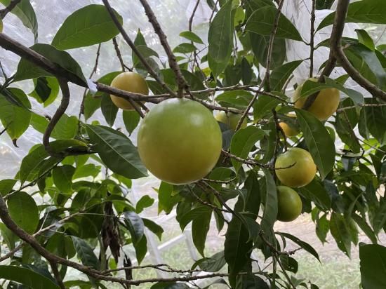 アビウの種 3個 まるで水菓子！期間限定・アマゾン原産レア果実アビウ - 植物と