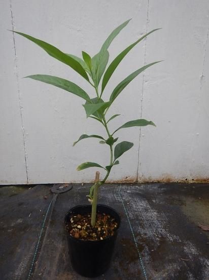 夜香木 苗 植物と雑貨のセレクトショップ 石垣島 シャンティ ガーデン
