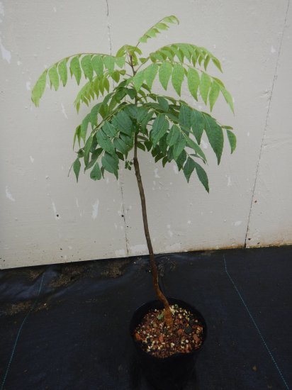 カレーリーフの苗木　7〜8年　樹高65cmくらい