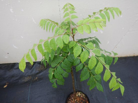 カレーリーフ ３年苗 - 植物と雑貨のセレクトショップ・石垣島