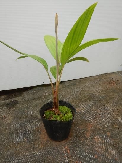 サラカヤシ スネークフルーツ苗 植物と雑貨のセレクトショップ 石垣島 シャンティ ガーデン サラカヤシ スネークフルーツ苗 植物と雑貨のセレクトショップ 石垣島 シャンティ ガーデン