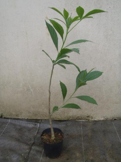 バオバブ　ディキタータ　２年苗 - 植物と雑貨のセレクトショップ・石垣島・シャンティ・ガーデン