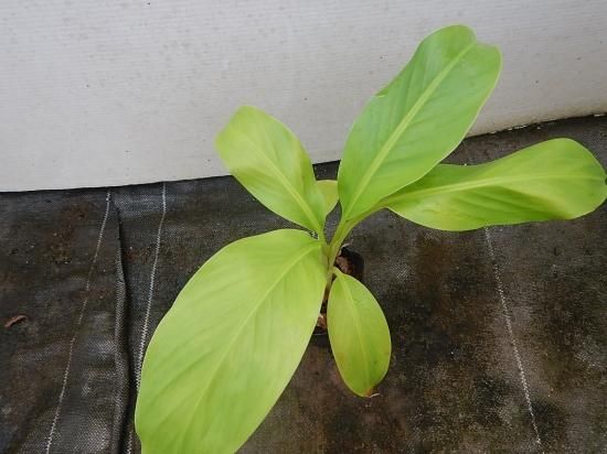 ピンクバナナ 苗 植物と雑貨のセレクトショップ 石垣島 シャンティ ガーデン ピンクバナナ 苗 植物と雑貨のセレクトショップ 石垣島 シャンティ ガーデン