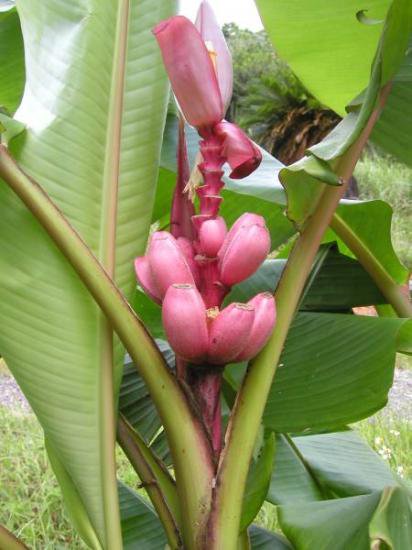 ピンクバナナ ベルチナバナナ 種１０個 植物と雑貨のセレクトショップ 石垣島 シャンティ ガーデン