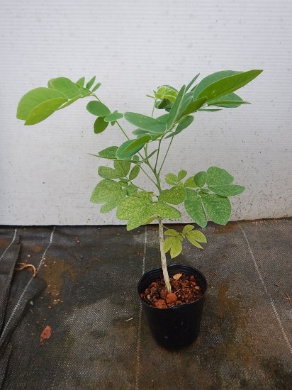 この 木なんの木 モンキーポッド苗 植物と雑貨のセレクトショップ 石垣島 シャンティ ガーデン