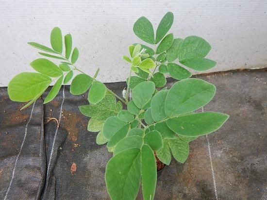 この 木なんの木 モンキーポッド苗 植物と雑貨のセレクトショップ 石垣島 シャンティ ガーデン この 木なんの木 モンキーポッド苗 植物と雑貨のセレクトショップ 石垣島 シャンティ ガーデン