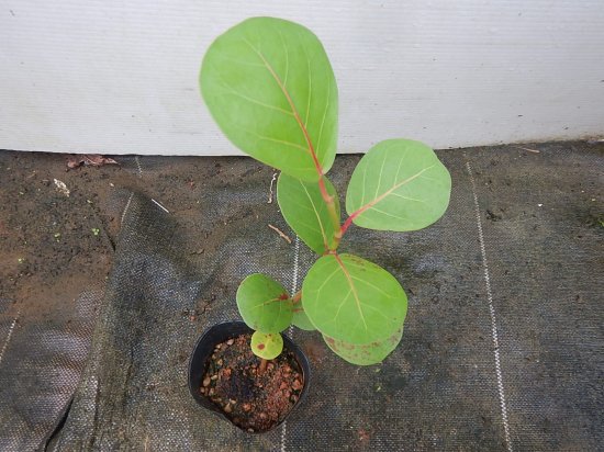 シーグレープ ココロバ 苗 植物と雑貨のセレクトショップ 石垣島 シャンティ ガーデン