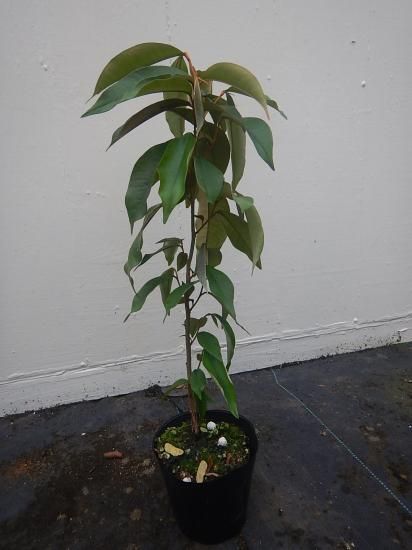 スターアップル苗 - 植物と雑貨のセレクトショップ・石垣島