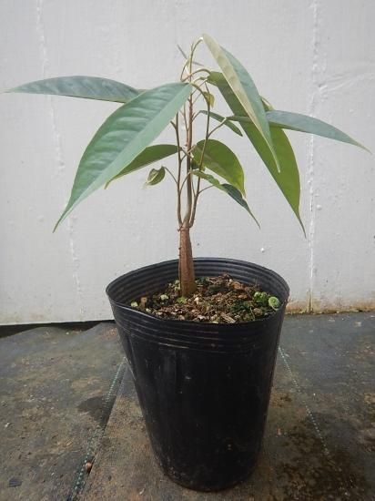 ドリアン激レア品種 Durio Testudinarius 苗 ドリアン激レア品種 Durio Testudinarius 苗 - メルカリ