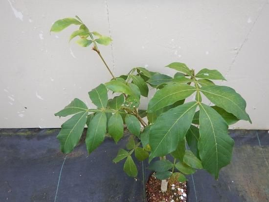 アイスクリームビーン 苗 植物と雑貨のセレクトショップ 石垣島 シャンティ ガーデン アイスクリームビーン 苗 植物と雑貨のセレクトショップ 石垣島 シャンティ ガーデン