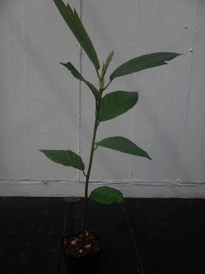 パンノキ　100cm 鉢　中鉢　観葉植物　ハワイ　レア　人気　グリーン　パンの木 パンノキ 100cm 鉢 中鉢 観葉植物 ハワイ レア 人気 グリーン