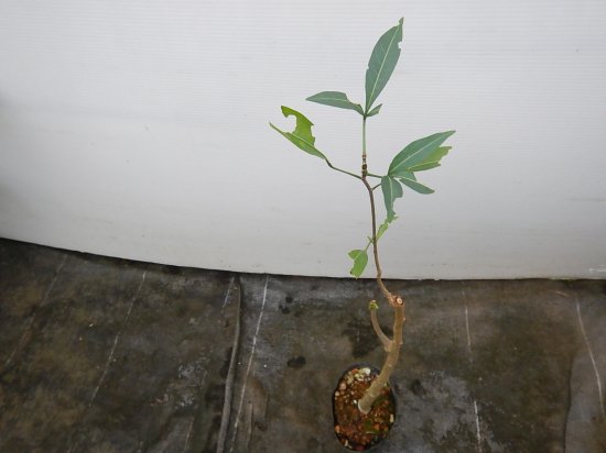 バオバブ グランディディエリ苗 植物と雑貨のセレクトショップ 石垣島 シャンティ ガーデン