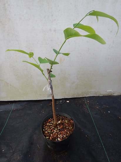 アテモヤ ジェフナー接木苗 - 植物と雑貨のセレクトショップ・石垣島