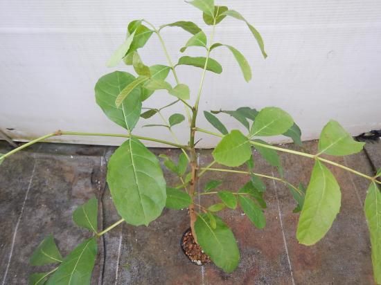 ソーセージノキ 苗 植物と雑貨のセレクトショップ 石垣島 シャンティ ガーデン ソーセージノキ 苗 植物と雑貨のセレクトショップ 石垣島 シャンティ ガーデン