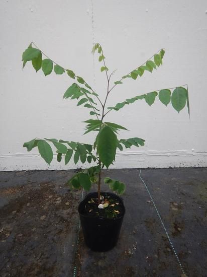 スターフルーツ　取り木苗木 スターフルーツ - nangokunomori.com
