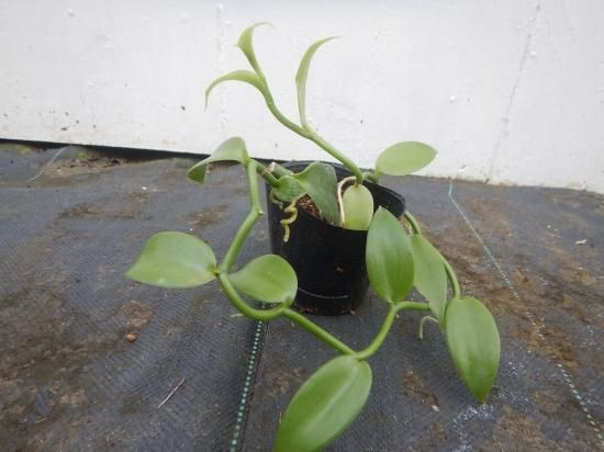 バニラ 苗 植物と雑貨のセレクトショップ 石垣島 シャンティ ガーデン バニラ 苗 植物と雑貨のセレクトショップ 石垣島 シャンティ ガーデン