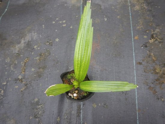 ウチワヤシ 苗 植物と雑貨のセレクトショップ 石垣島 シャンティ ガーデン