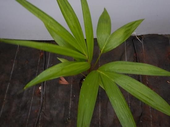 ドワーフアサイパーム 中苗 - 植物と雑貨のセレクトショップ・石垣島