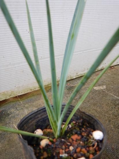 【h20y(^-^)】ユッカ　リギダC 抜き苗 ユッカリギタ 苗 - 植物と雑貨のセレクトショップ・石垣島