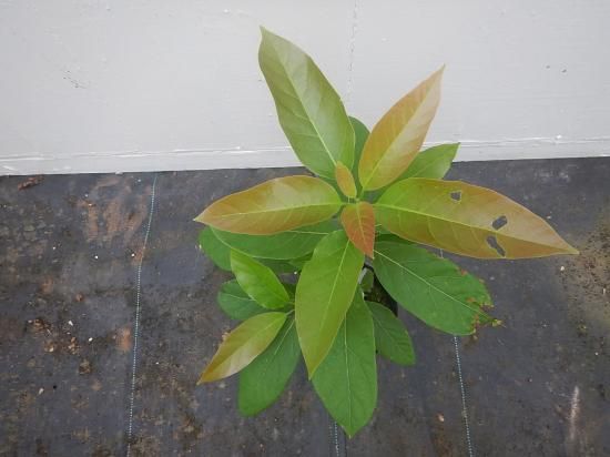 アボカド シモンズ 接木苗 植物と雑貨のセレクトショップ 石垣島 シャンティ ガーデン アボカド シモンズ 接木苗 植物と雑貨のセレクトショップ 石垣島 シャンティ ガーデン