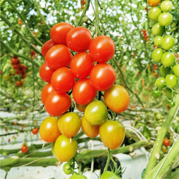 収穫量少量のため欠品中】ハニードロップ - 井出トマト農園オンラインショップ