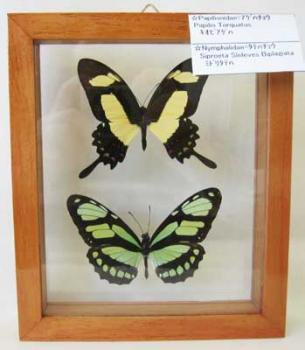 モルフォ蝶- アリシア～南米・ペルーからの輸入雑貨