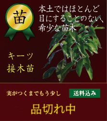 ĥޥ󥴡ġ34ǯ