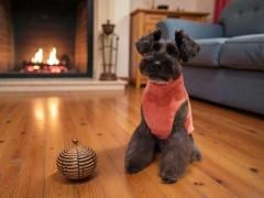 <img class='new_mark_img1' src='https://img.shop-pro.jp/img/new/icons55.gif' style='border:none;display:inline;margin:0px;padding:0px;width:auto;' />ʺΡˤդդ濫äϥͥåޥեե꡼ԥ󥯥