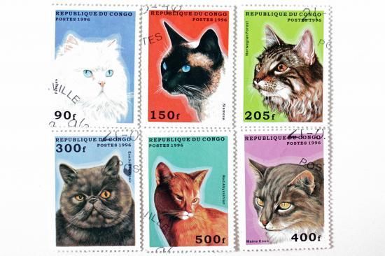 猫の切手6種セット（古切手）｜コンゴ共和国 1996年