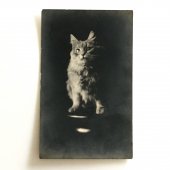 未使用アンティークポストカード｜ネコのポートレート 銀塩写真