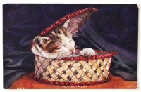 アンティークポストカード｜籠の中で眠るネコ