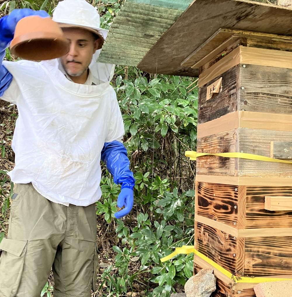 日本みつばち 野生の蜂蜜 260g