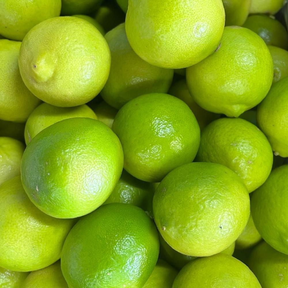 国産ライム-淡路島ライム（5kg） - 兵庫県淡路島みかん狩り＆レモン