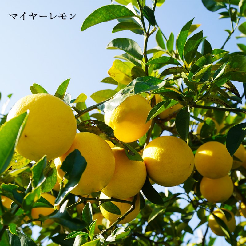国産レモン-マイヤー＆アレン詰合せセット (1kg) - 兵庫県淡路島みかん