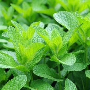 有機ペパーミント イギリス産 精油 Peppermint Organic Uk 精油 ハーブ アロマクラフト基材 ミセス ヒロコ アロマショップ R