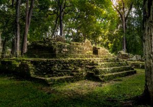 マヤ・コーパル樹脂（野生メキシコ産） Mayan Copal Resin Wild - 精油