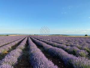 有機ラベンダー ウォーター Lavender Water Organic 精油 ハーブ アロマクラフト基材 ミセス ヒロコ アロマショップ R