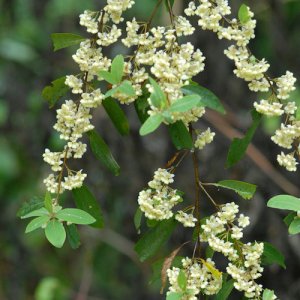 メイチャン精油 （リツェアクベバ、リトセア） May Chang - 精油