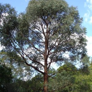 ユーカリ・ラジアータ精油 Eucalyptus Radiata - 精油・ハーブ・アロマ