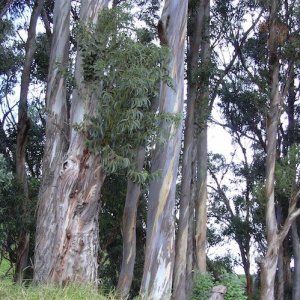 有機ユーカリ ブルーガム グロブルス 精油 Eucalyptus Bluegum Organic 精油 ハーブ アロマクラフト基材 ミセス ヒロコ アロマショップ R